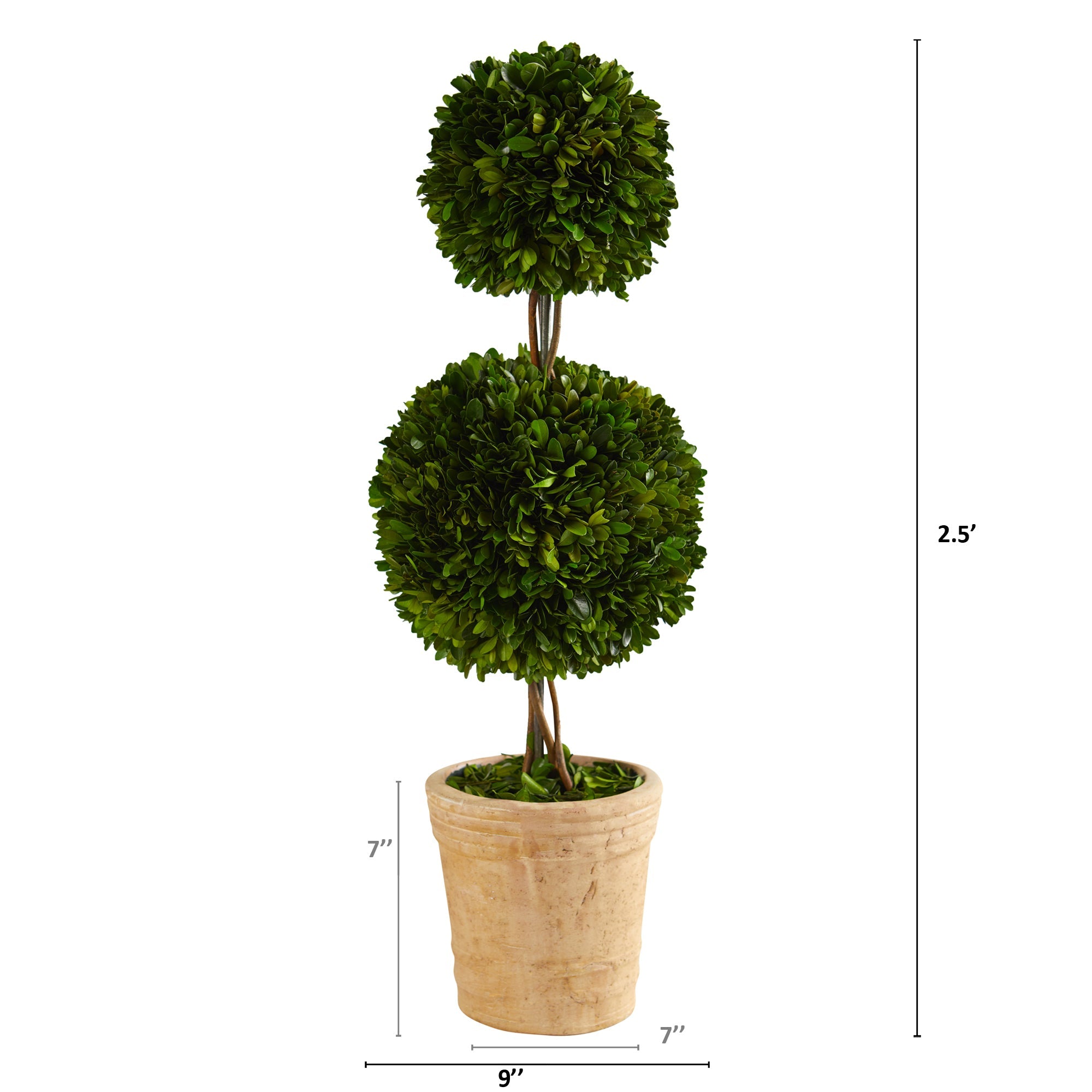 2.5' Boxwood Double Ball Topiary in Decorative Planter | Zigeze