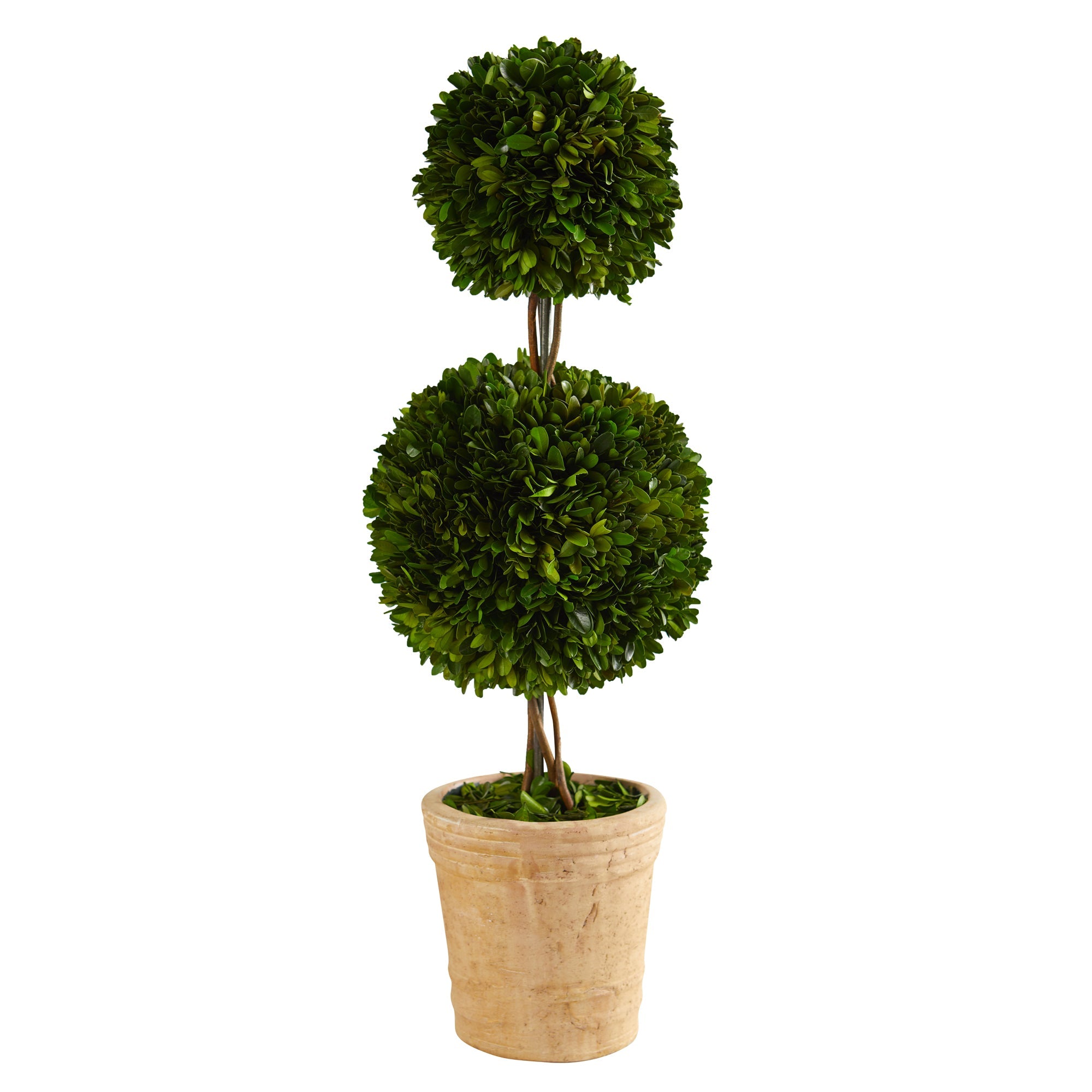 2.5' Boxwood Double Ball Topiary in Decorative Planter | Zigeze