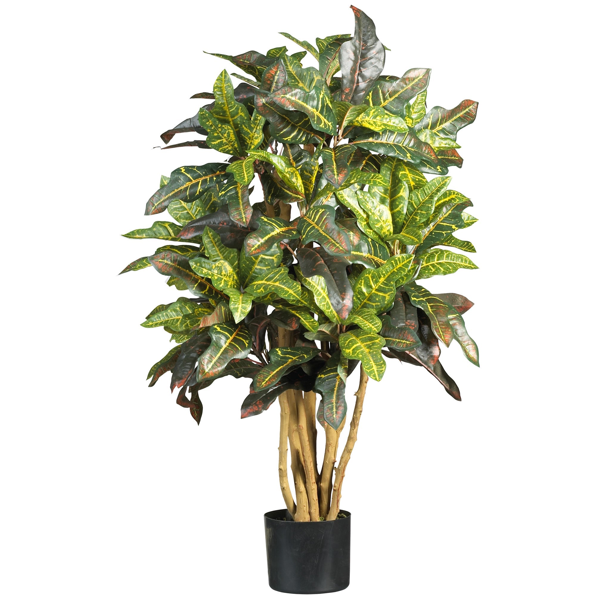 3 - Foot Croton Silk Tree with Multi - Colored Leaves | Zigeze