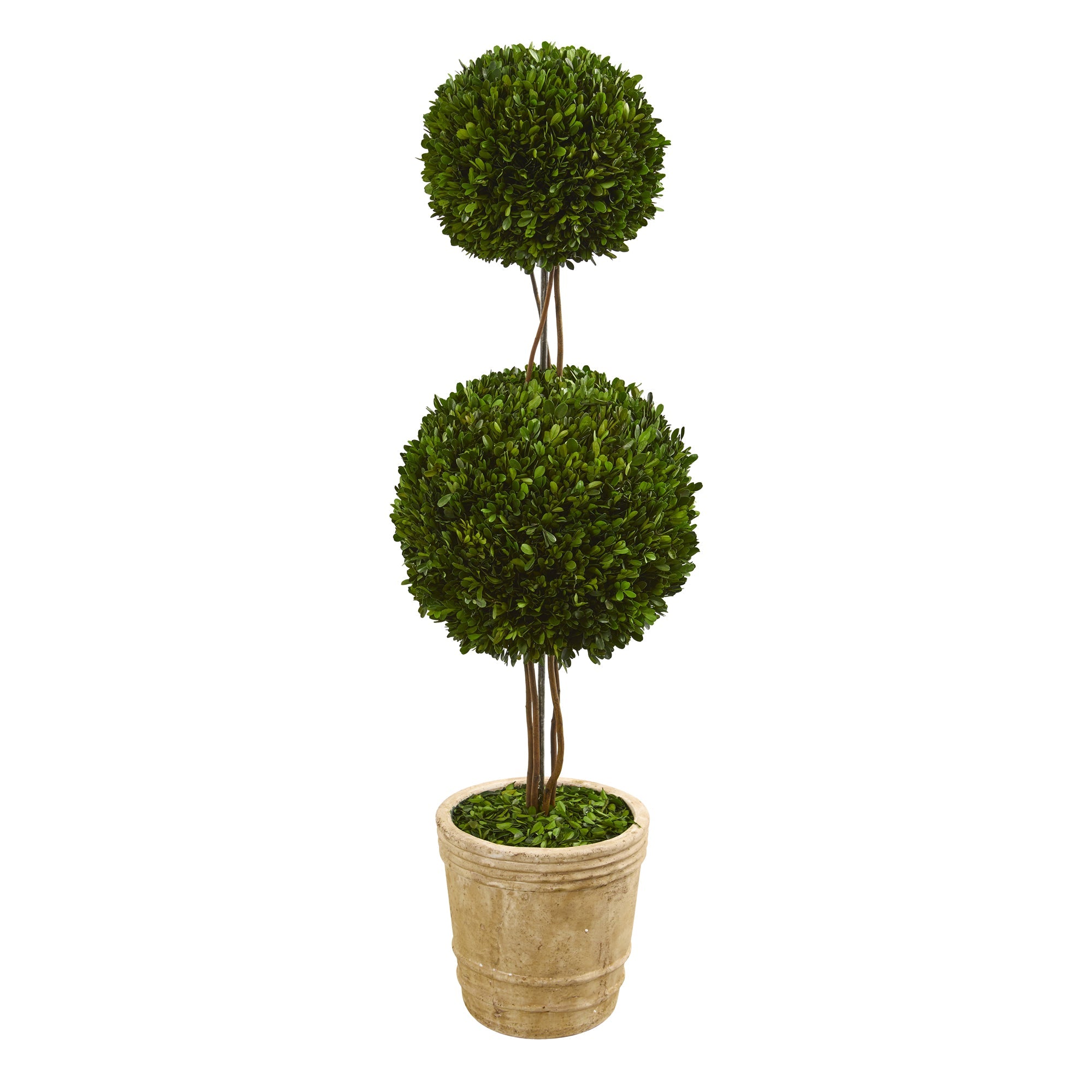 4' Preserved Boxwood Double Ball Topiary in Planter | Zigeze