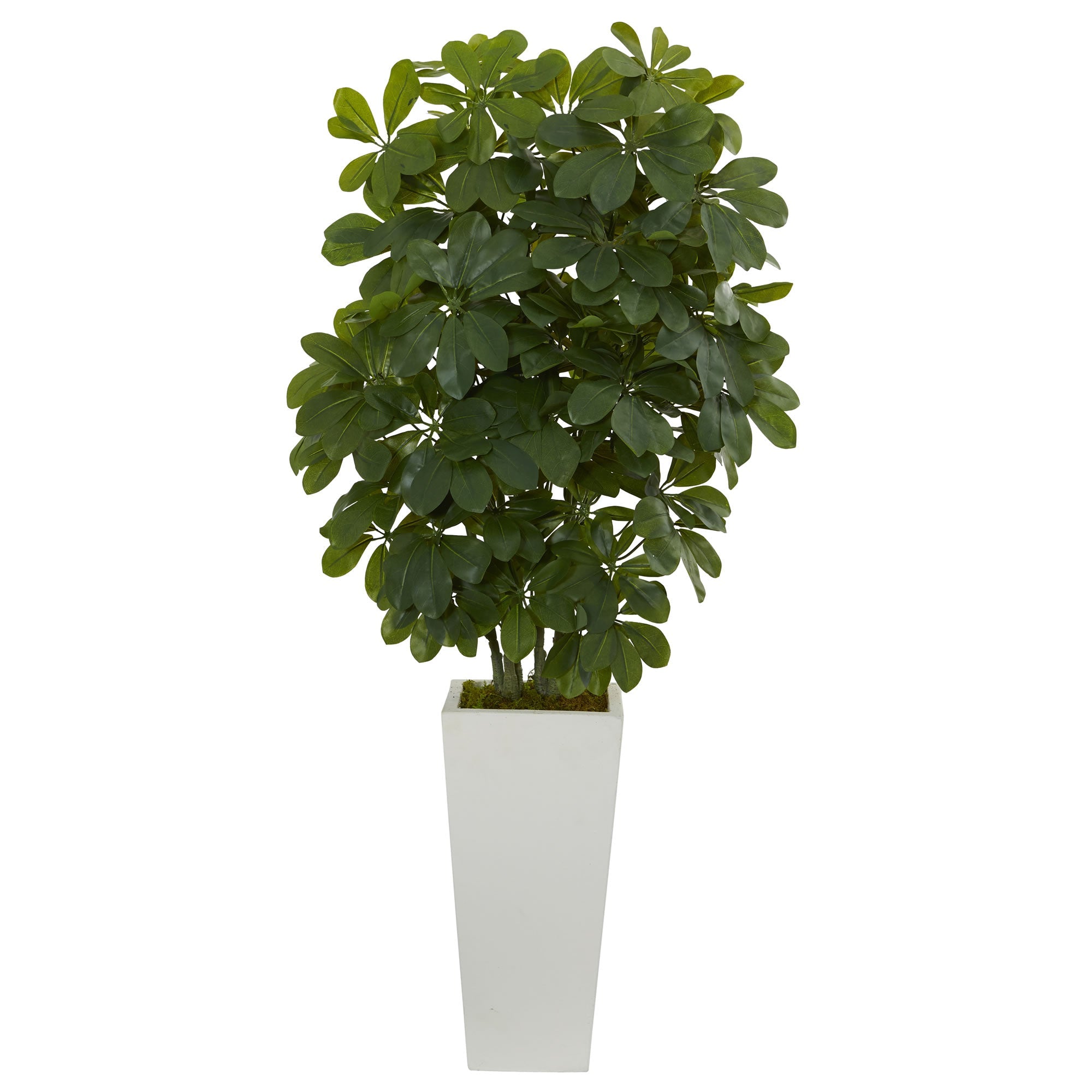 40" Schefflera Plant in White Vase (Real Touch) | Zigeze