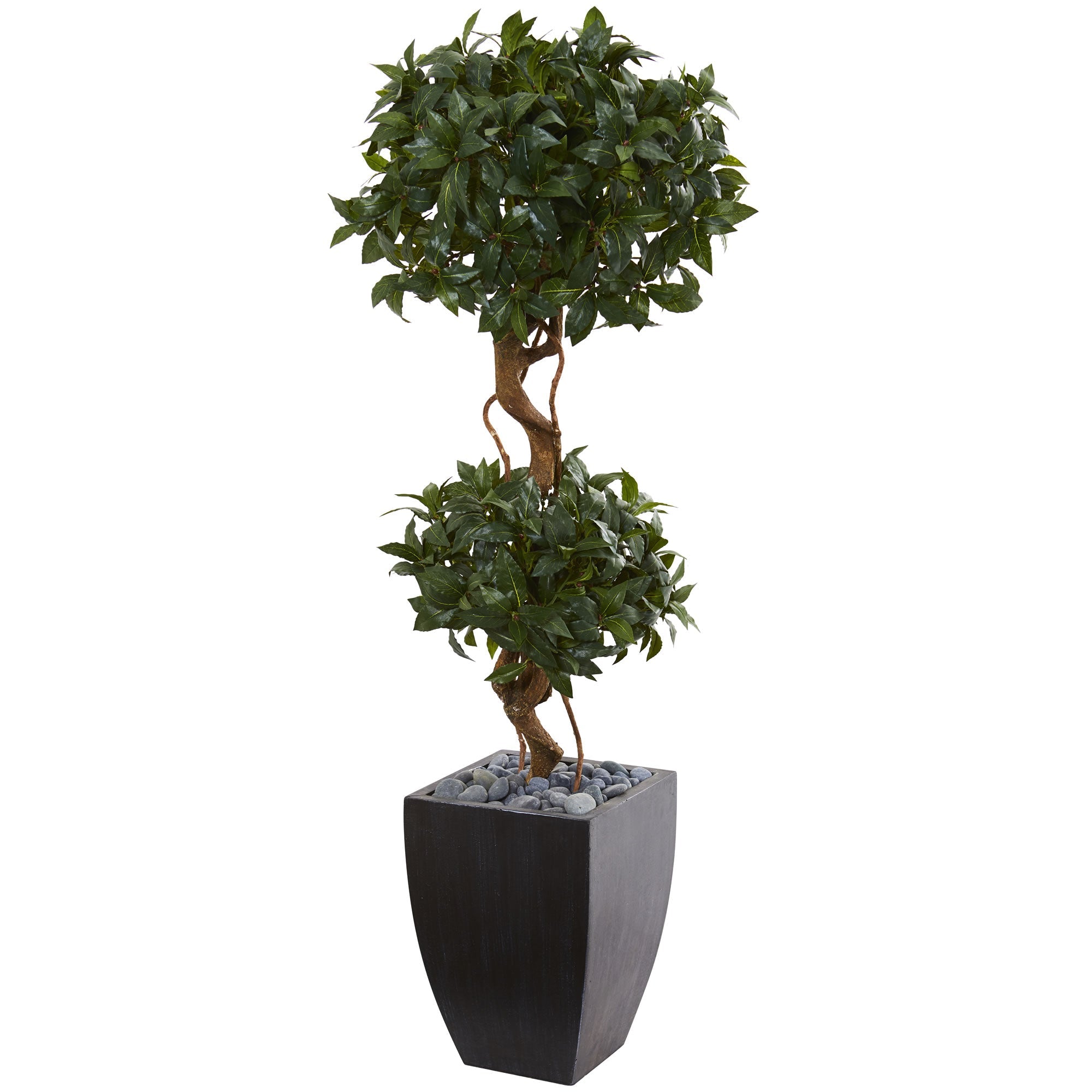 4.5' Sweet Bay Double Topiary in Black Planter | Zigeze