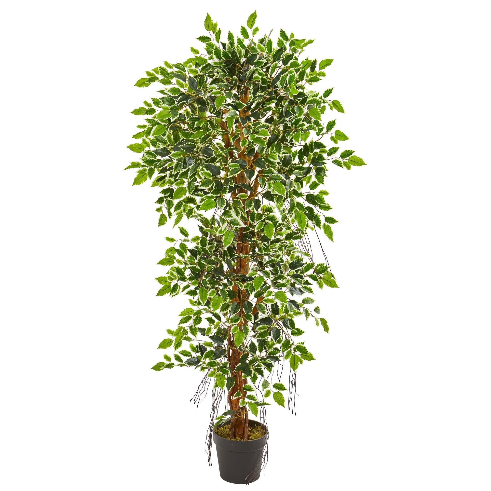 5 - Foot Elegant Ficus Artificial Tree with Variegated Leaves | Zigeze