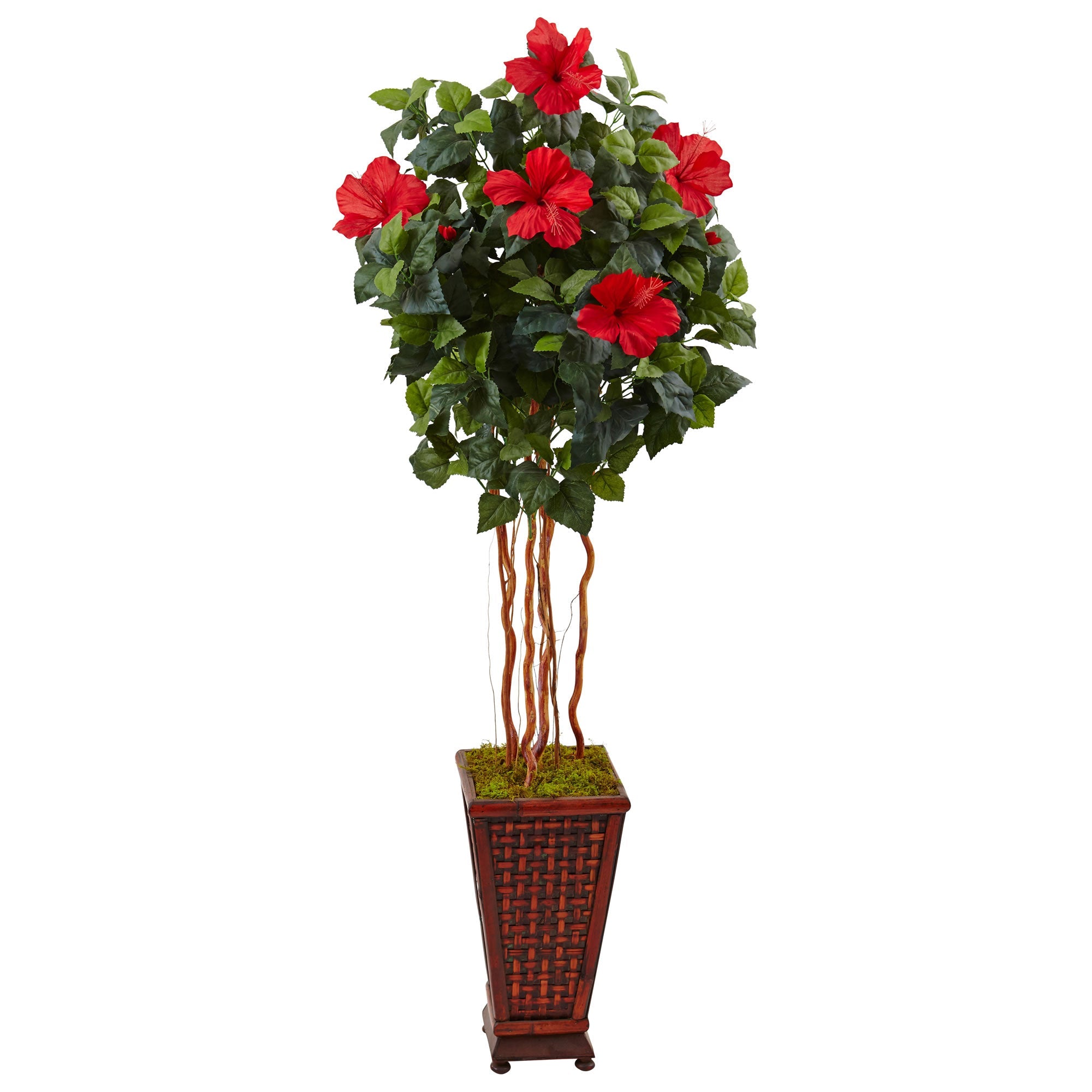 5' Hibiscus Tree in Decorated Wooden Planter | Zigeze