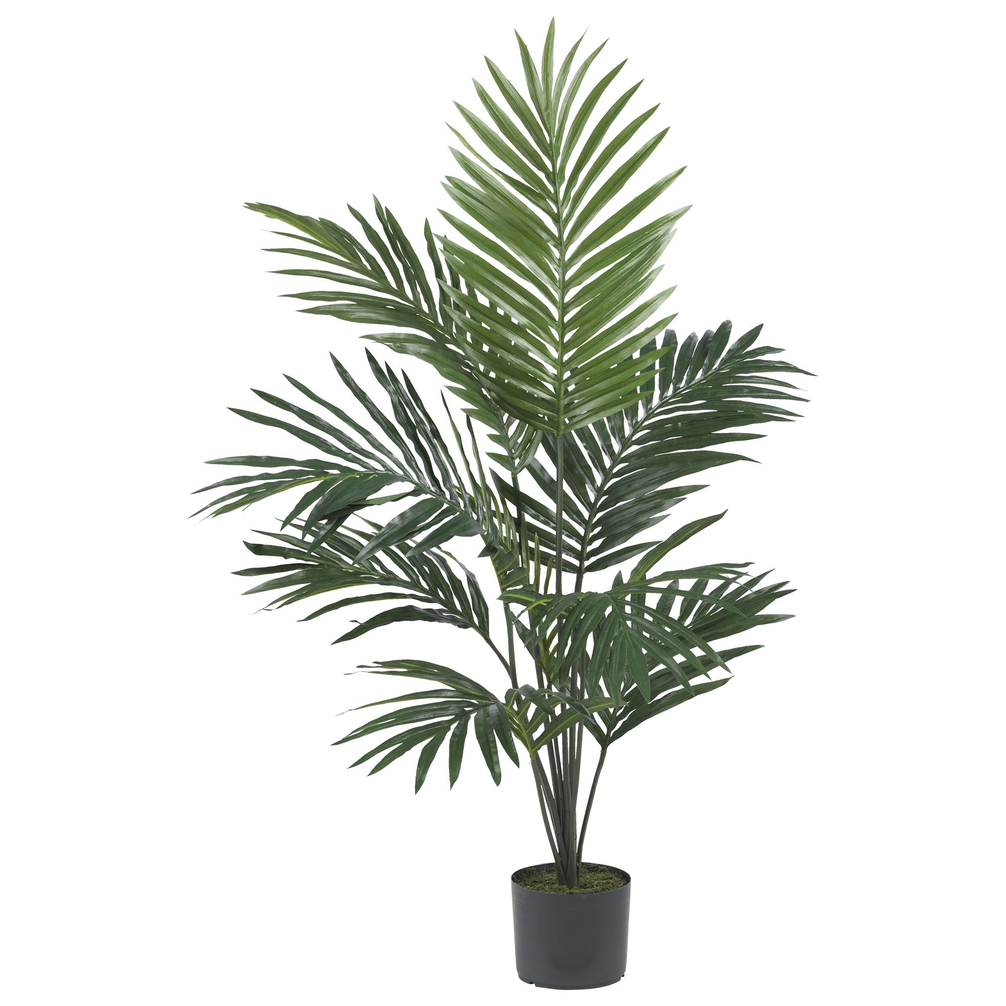 5' Kentia Palm Silk Tree with 12 Full Fronds | Zigeze