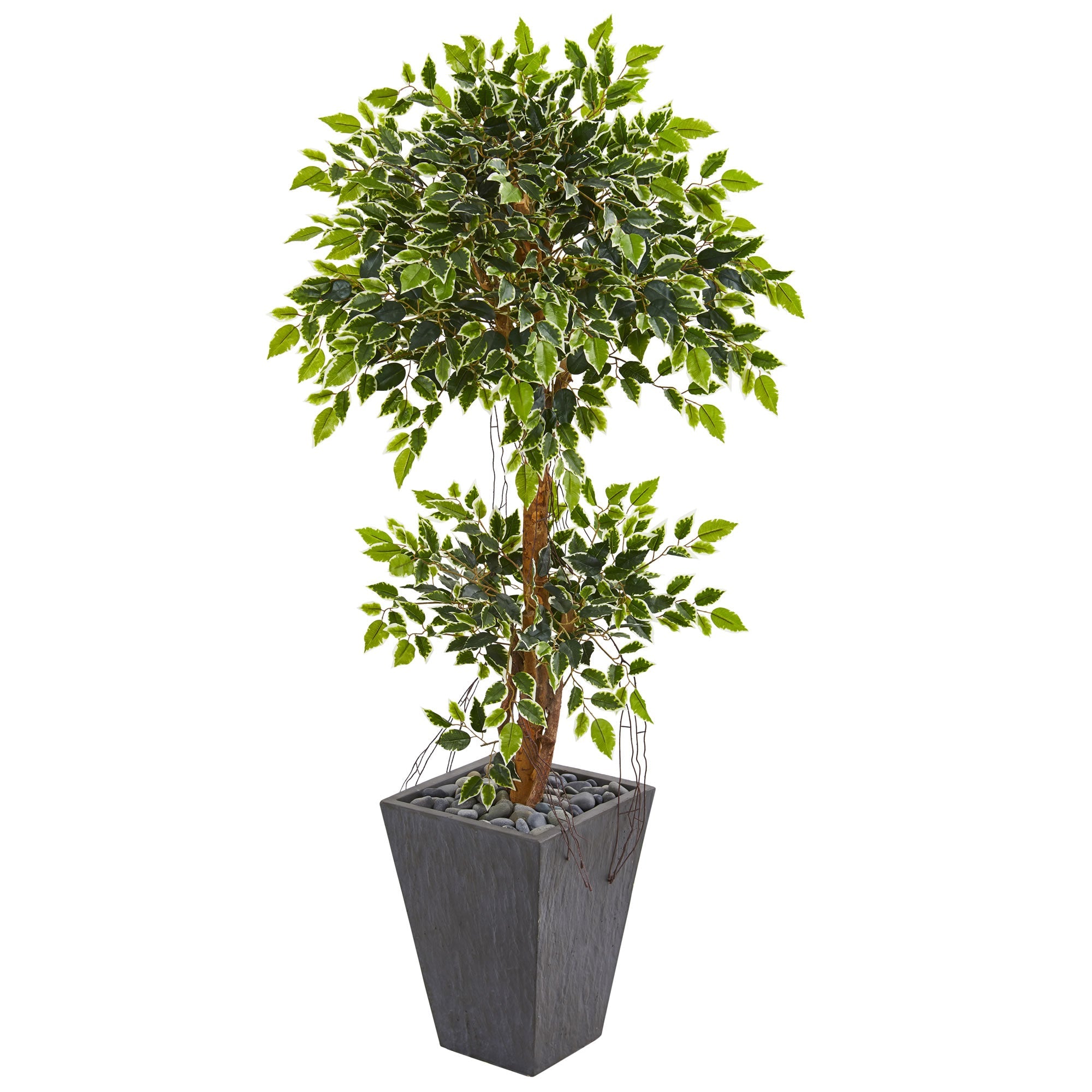 5' Variegated Ficus Artificial Tree in Slate Planter | Zigeze