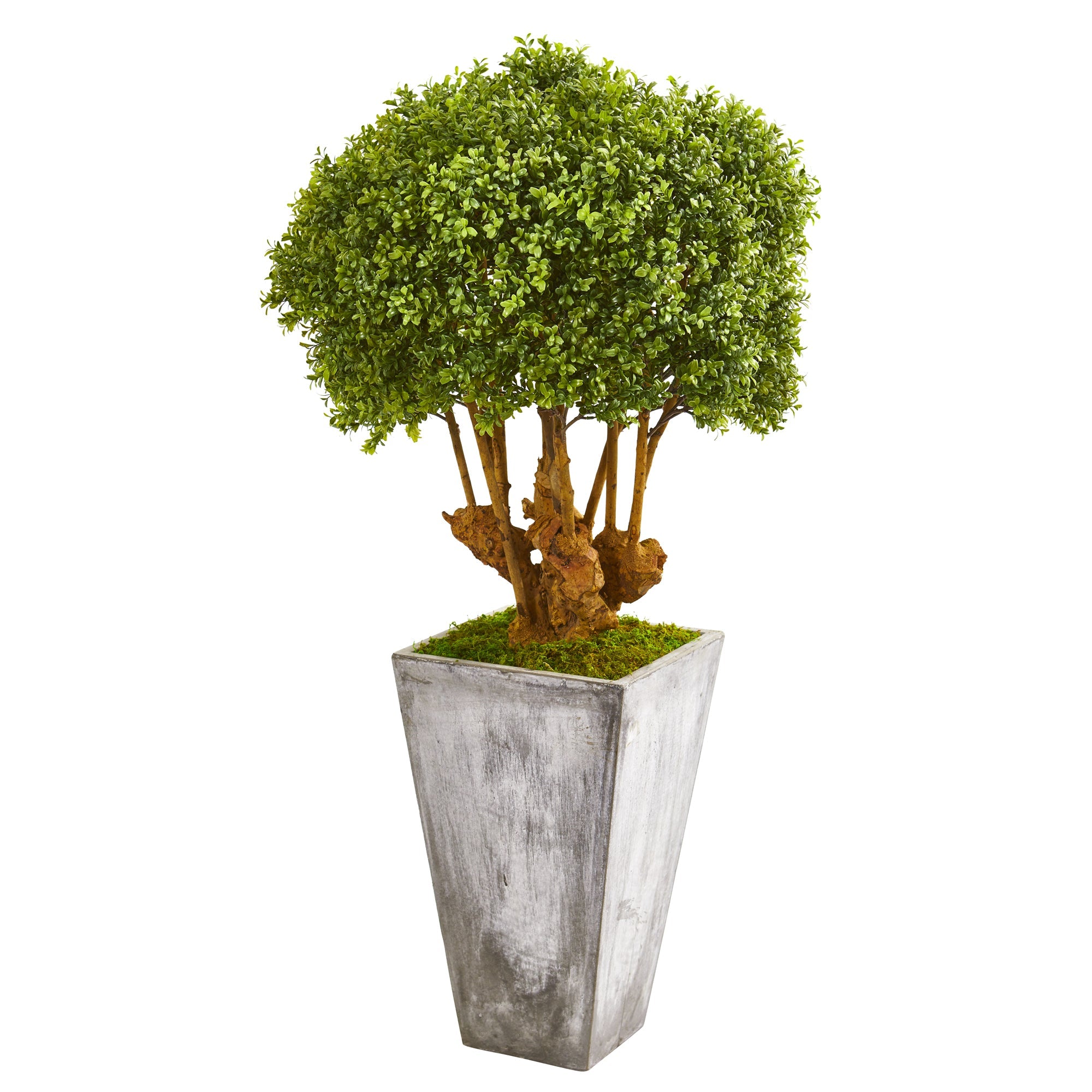 51" Boxwood Artificial Topiary Tree in Cement Planter | Zigeze