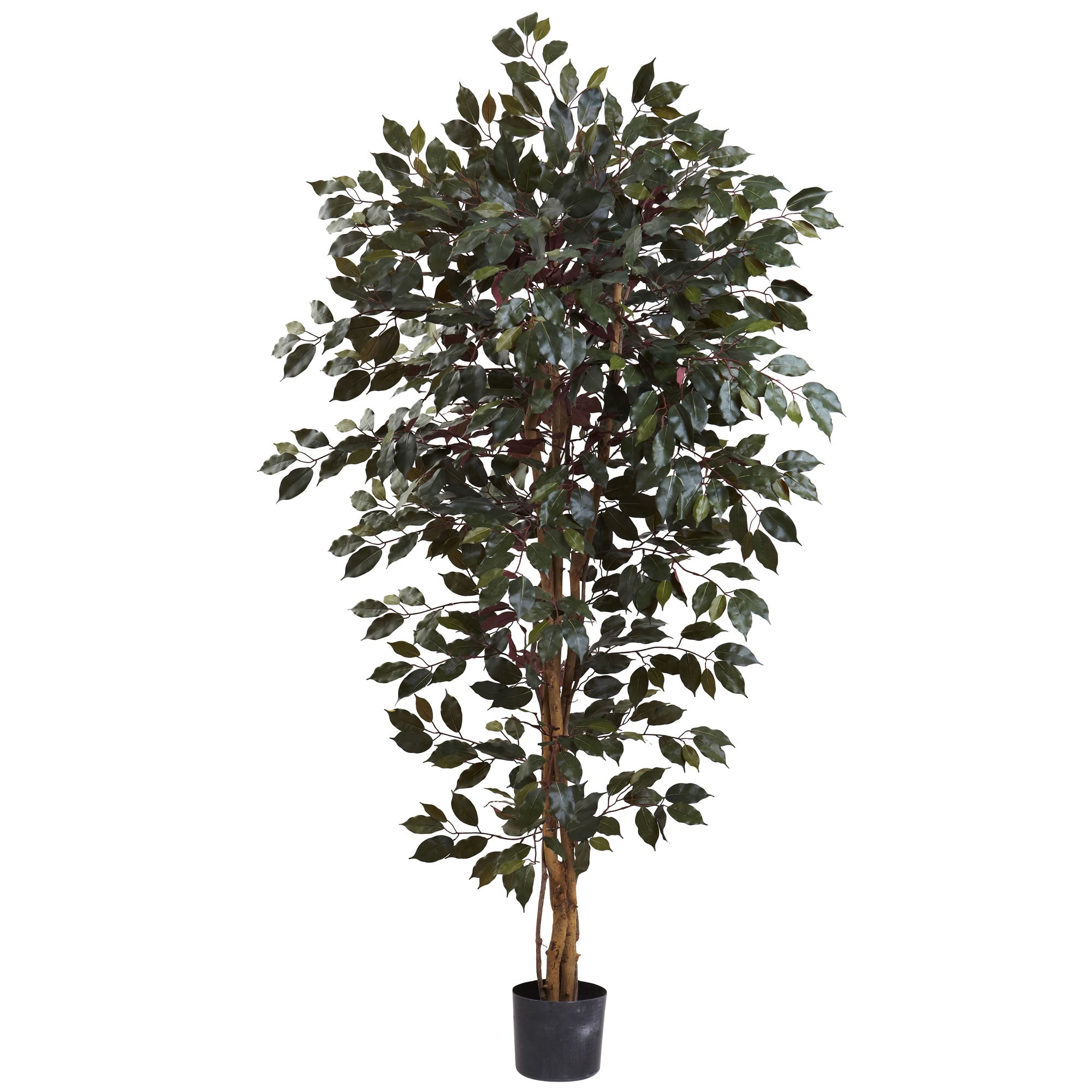 6' Artificial Capensia Ficus Tree with 1,008 Leaves | Zigeze