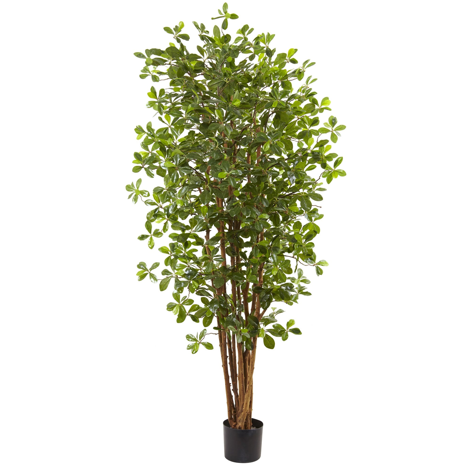 6 - Foot Artificial Black Olive Silk Tree with 940 Leaves | Zigeze