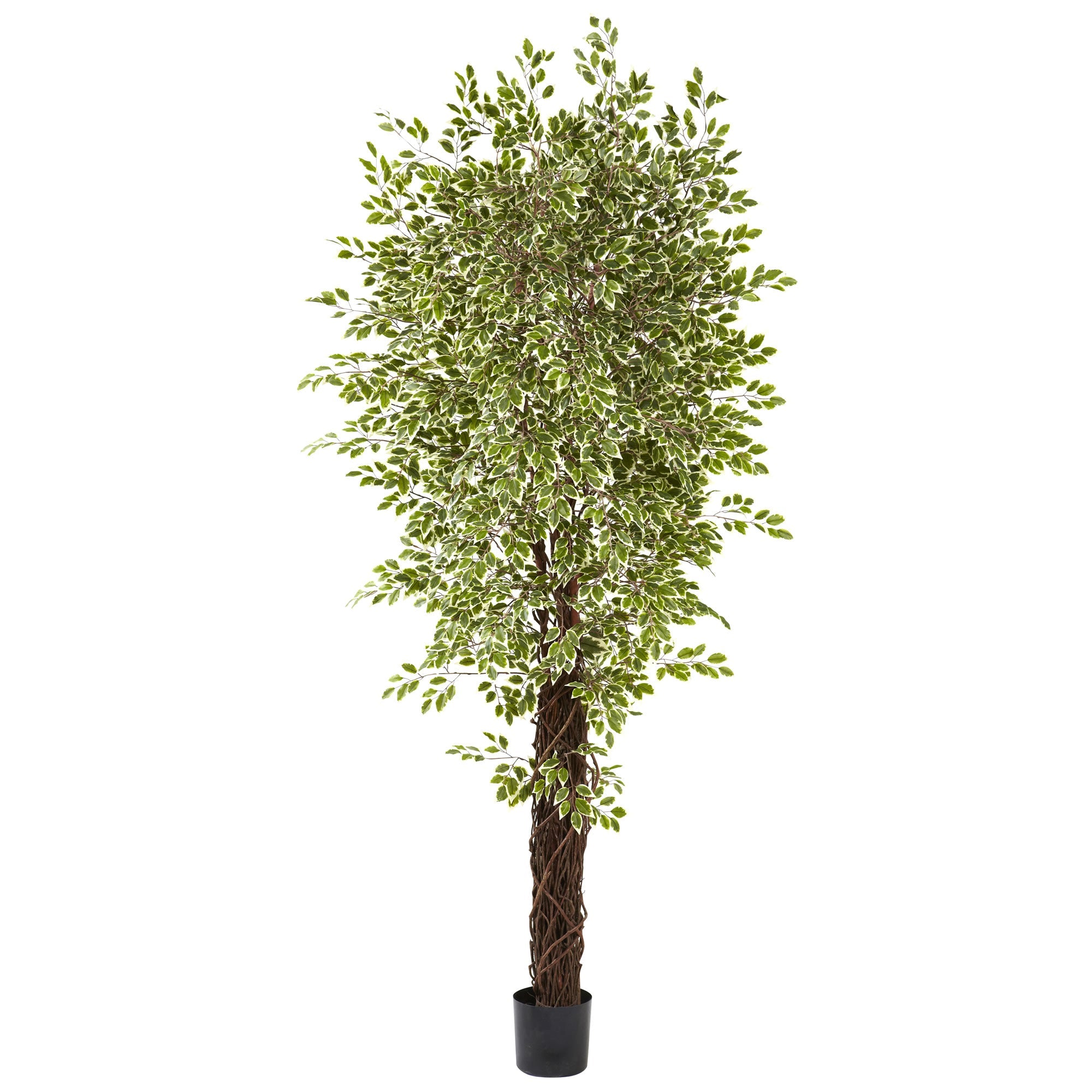 7.5' Variegated Mini Ficus with 4,131 Leaves | Zigeze