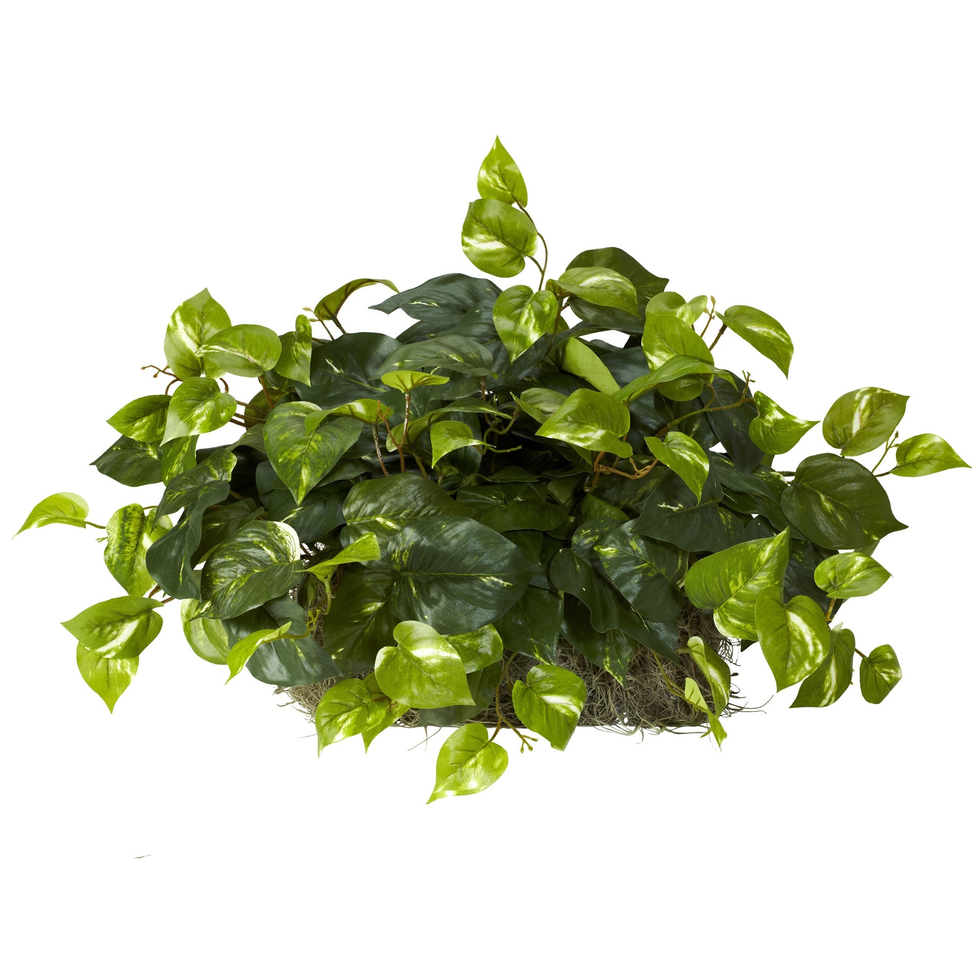 Artificial Silk Pothos Plant Set on Foam Sheet | Zigeze