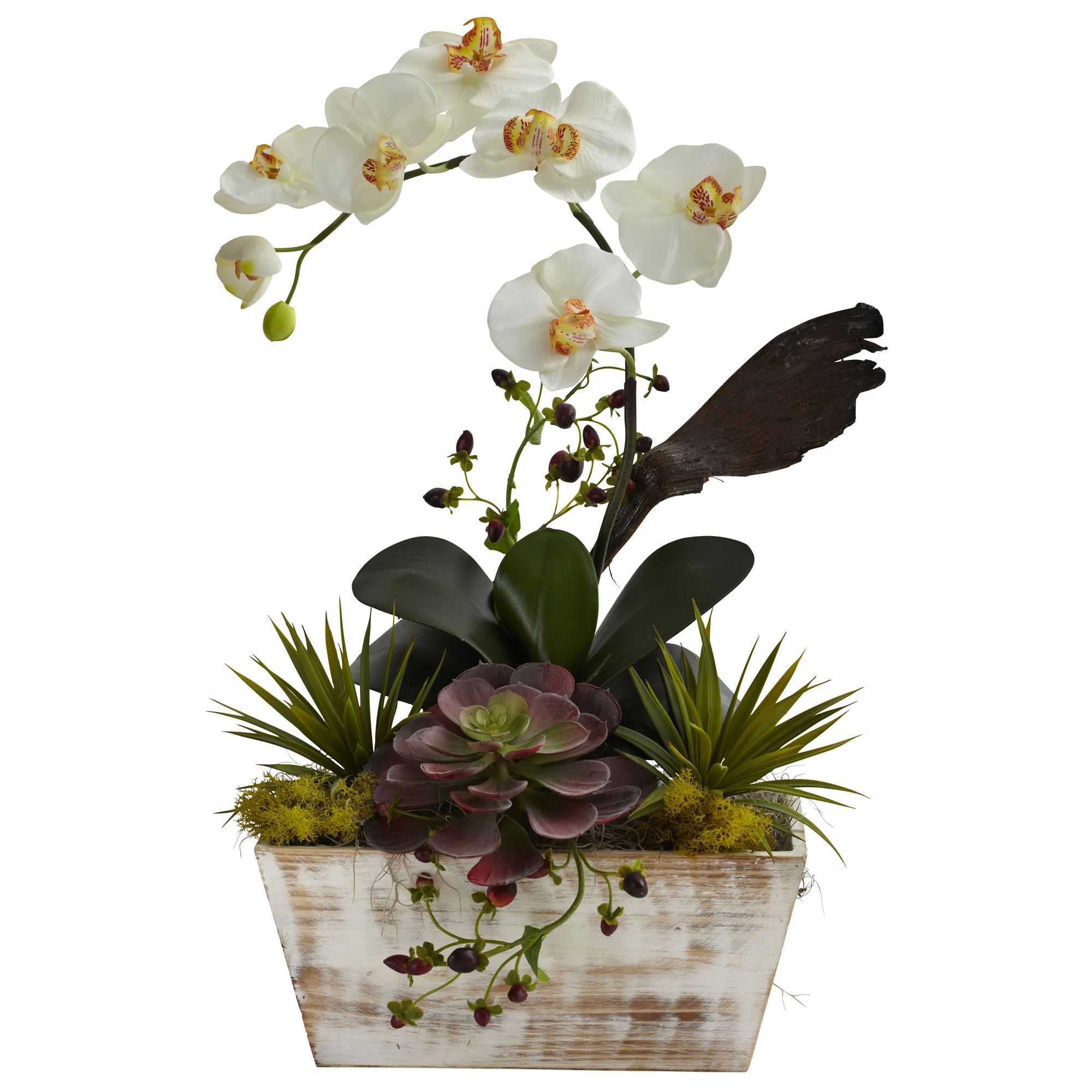 Orchid & Succulent Garden in White Wash Planter | Zigeze