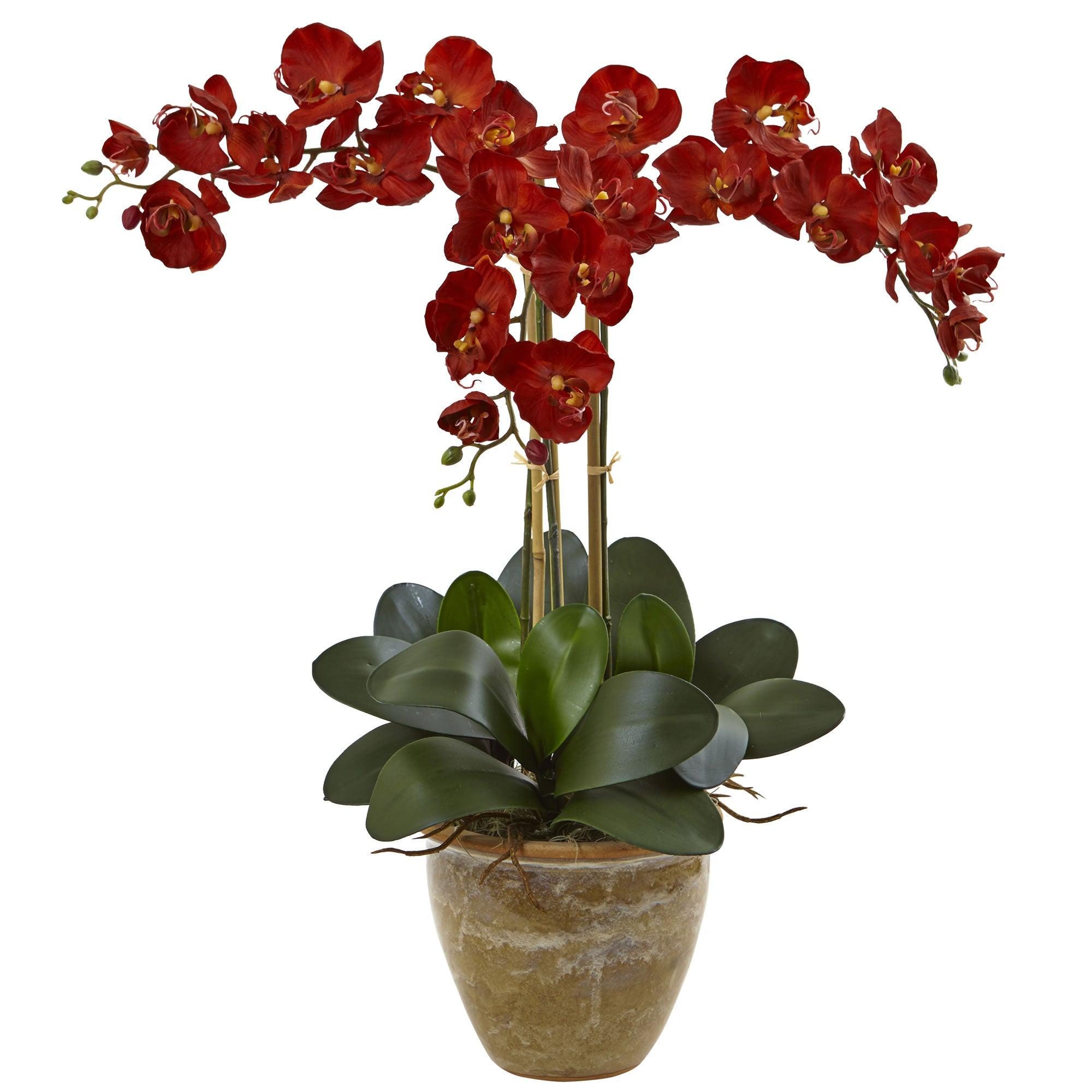 Triple Stem Phalaenopsis Arrangement Seasonal | Zigeze