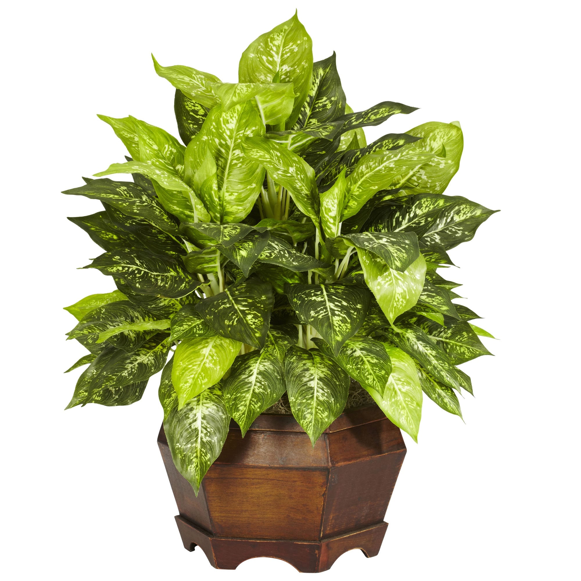 Variegated Dieffenbachia with Hexagon Planter | Zigeze