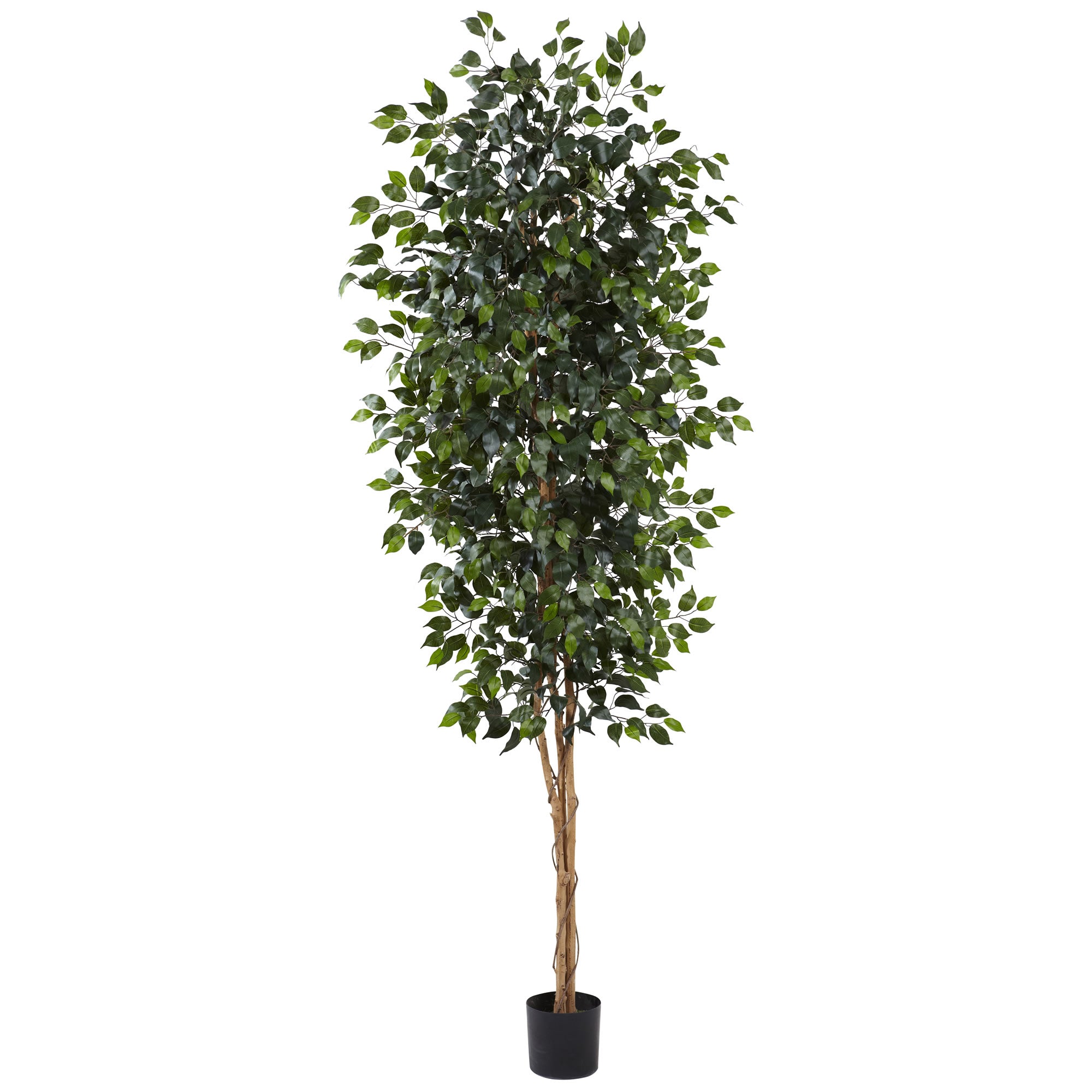 8" Ficus Tree with 1512 Lvs